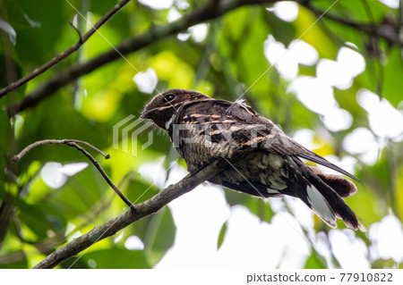Beautiful birds in the tropical forests of Thailand. 77910822