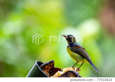 Beautiful birds in the tropical forests of Thailand. 77910828