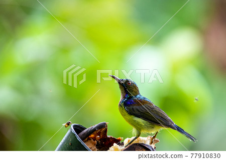 Beautiful birds in the tropical forests of Thailand. 77910830