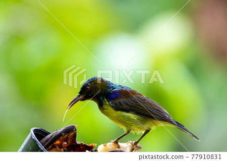Beautiful birds in the tropical forests of Thailand. 77910831