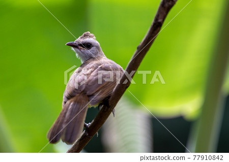 Beautiful birds in the tropical forests of Thailand. 77910842