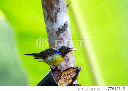 Beautiful birds in the tropical forests of Thailand. 77910843
