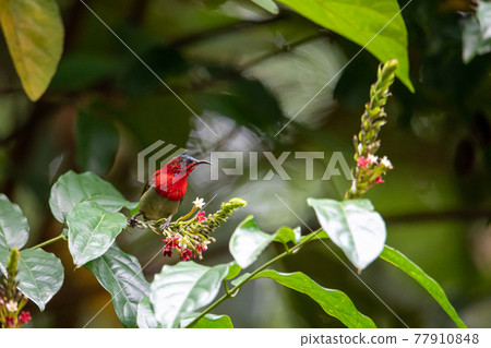 Beautiful birds in the tropical forests of Thailand. 77910848