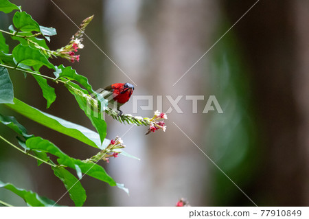 Beautiful birds in the tropical forests of Thailand. Beautiful birds in the tropical forests of Thailand. 77910849