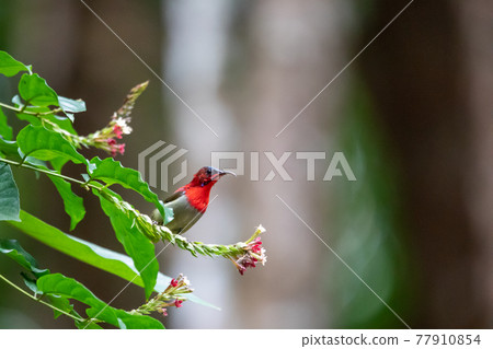 Beautiful birds in the tropical forests of Thailand. 77910854