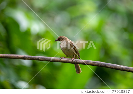 Beautiful birds in the tropical forests of Thailand. 77910857