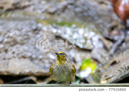 Beautiful birds in the tropical forests of Thailand. 77910860
