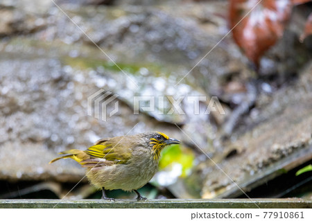 Beautiful birds in the tropical forests of Thailand. 77910861