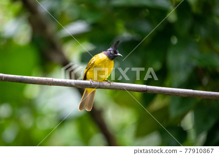 Beautiful birds in the tropical forests of Thailand. Beautiful birds in the tropical forests of Thailand. 77910867