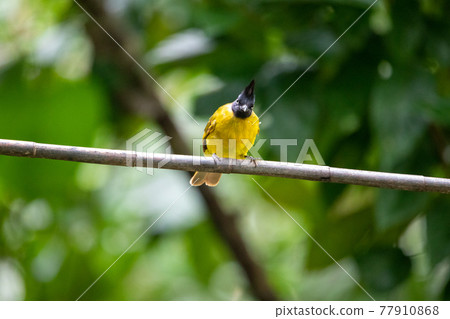 Beautiful birds in the tropical forests of Thailand. 77910868