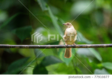Beautiful birds in the tropical forests of Thailand. Beautiful birds in the tropical forests of Thailand. 77910877