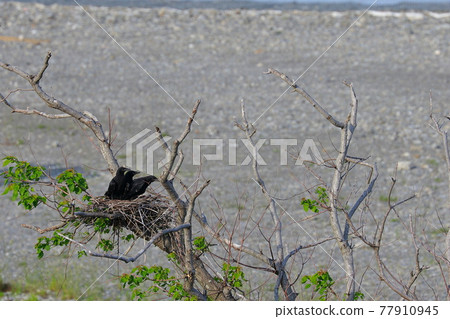 Crow's nest 77910945