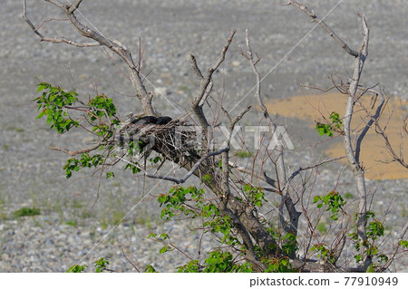 Crow's nest Crow's nest 77910949