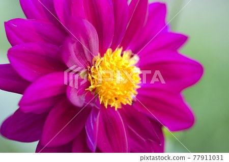 Red-purple dahlia flowers are in bloom. Red-purple dahlia flowers are in bloom. 77911031