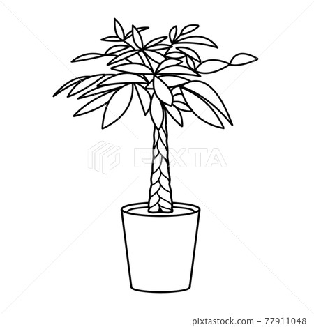 觀葉植物的單色插圖，pachira 77911048