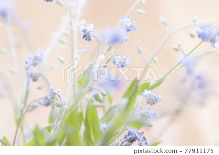野原紫 -Myosotis arvensis- 野原紫 -Myosotis arvensis- 77911175