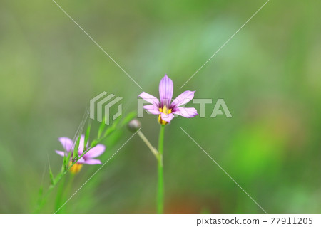 Pretty garden stone iris flower Pretty garden stone iris flower 77911205