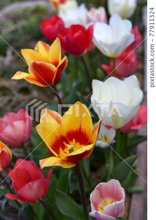 鬱金香盛開 77911324