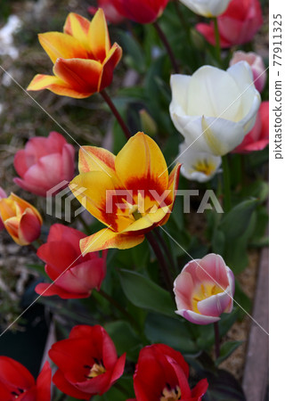 鬱金香盛開 77911325