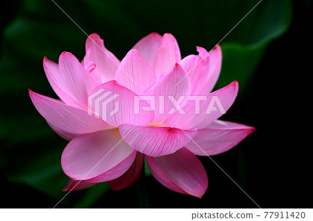 Lotus flower Lotus flower 77911420