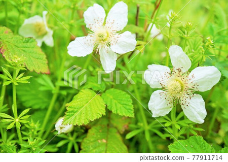 Up of grass strawberry flowers 77911714
