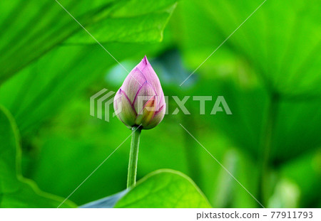 Lotus buds Lotus buds 77911793