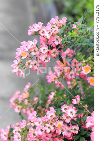 Pretty mini rose 77912178