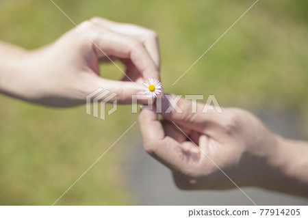 77914205