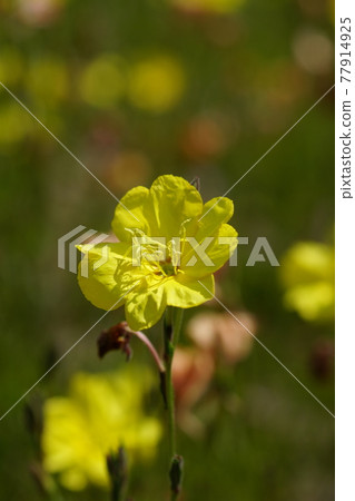 Waiting grass Waiting grass 77914925