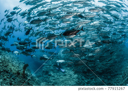 Gingame bean 77915267