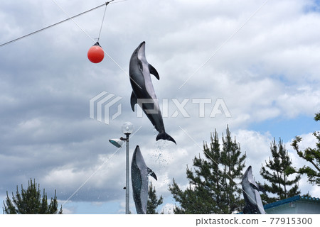 石川縣能登島水族館的海豚表演 石川縣能登島水族館的海豚表演 77915300