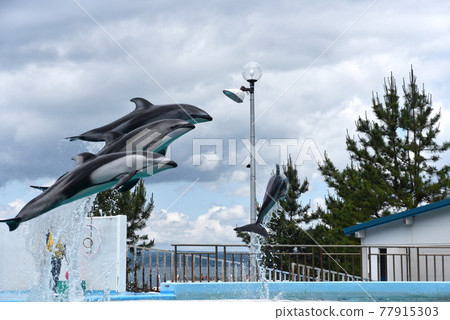 Dolphin show at Notojima Aquarium in Ishikawa Prefecture Dolphin show at Notojima Aquarium in Ishikawa Prefecture 77915303