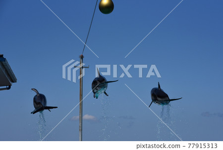 Dolphin show at Notojima Aquarium in Ishikawa Prefecture Dolphin show at Notojima Aquarium in Ishikawa Prefecture 77915313