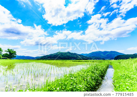 Rural scenery of Tamba Sasayama, Hyogo Prefecture Rural scenery of Tamba Sasayama, Hyogo Prefecture 77915485