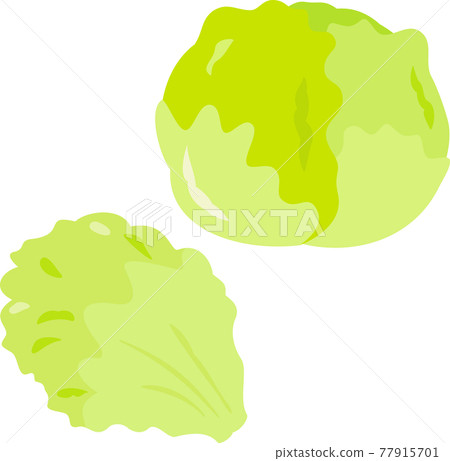 Ball lettuce Ball lettuce 77915701