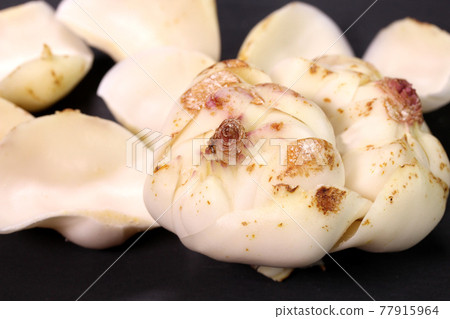 Lily root on a black background 77915964
