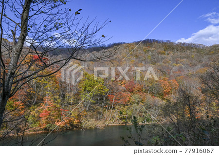 Chitose River flowing through Lake Shikotsu Hokkaido autumn leaves Chitose River flowing through Lake Shikotsu Hokkaido autumn leaves 77916067