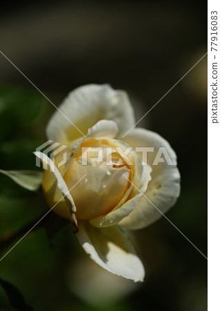 Yellow Rose 77916083