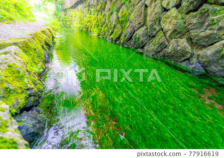 忍野村夏天的風景[山梨縣] 77916619