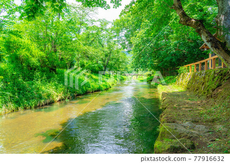 Scenery of Oshino Village in summer [Yamanashi Prefecture] 77916632
