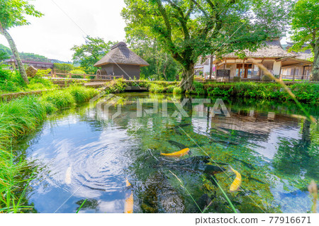 Scenery of Oshino Village in summer [Yamanashi Prefecture] 77916671