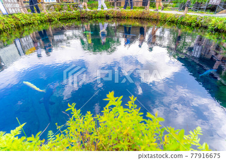 忍野村夏天的風景[山梨縣] 77916675