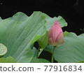蓮花芽 77916834