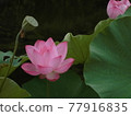 蓮花 77916835