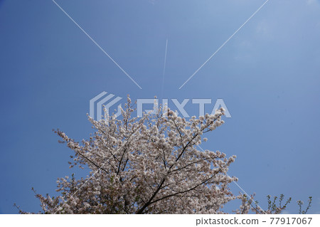 Sakura and contrail ② Sakura and contrail ② 77917067