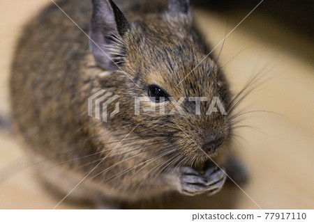Small animals] Degu exotic animals [Pets] - Stock Photo [77917110] - PIXTA