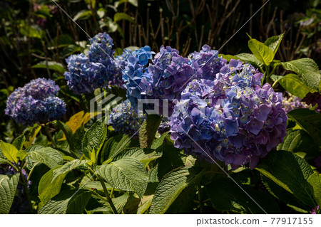 A large flower gracefully, a small flower gracefully 77917155