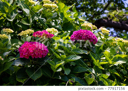 A large flower gracefully, a small flower gracefully 77917156