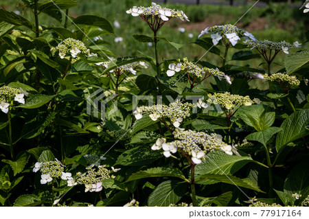 A large flower gracefully, a small flower gracefully 77917164