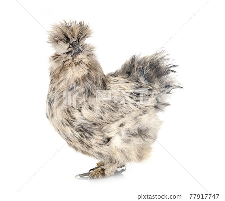 Silkie in studio 77917747
